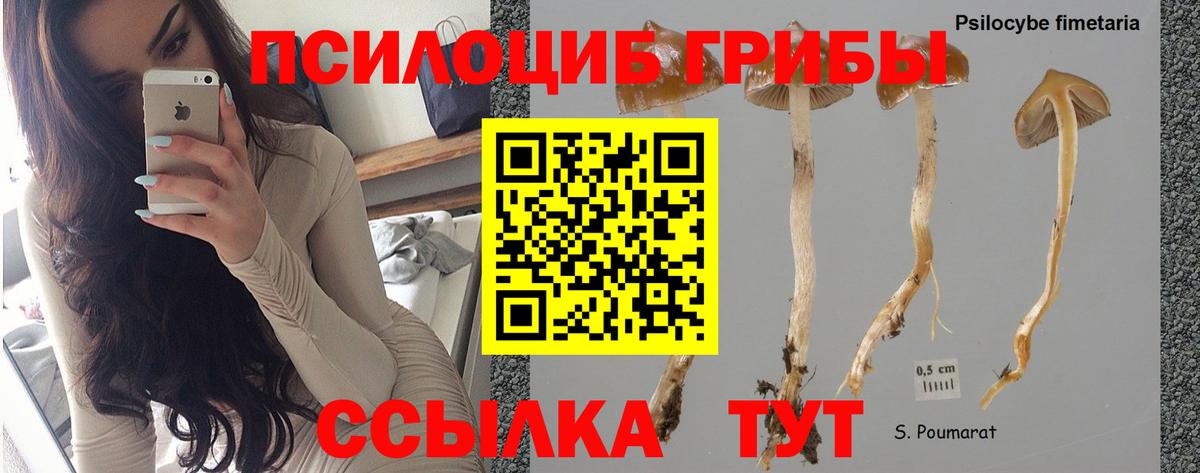 Псилоцибиновые грибы Psilocybine cubensis Тверь